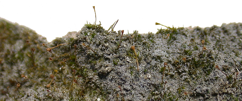 Seligeria donniana